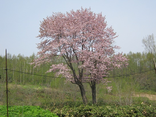 桜2011.jpg